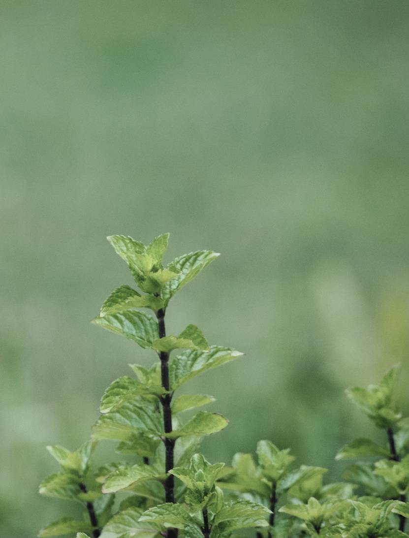 LA MENTHE POIVRÉE